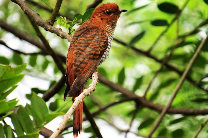 Evening Private Safari at Bundala Park by Yala La Safari Tours - Photo 1 of 12